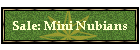 Sale: Mini Nubians