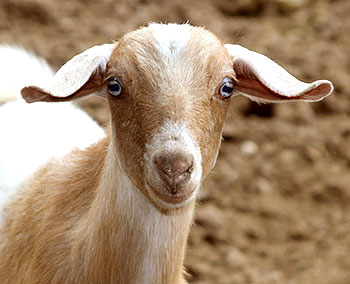 Mini Nubian Goats mini-nubian-goats